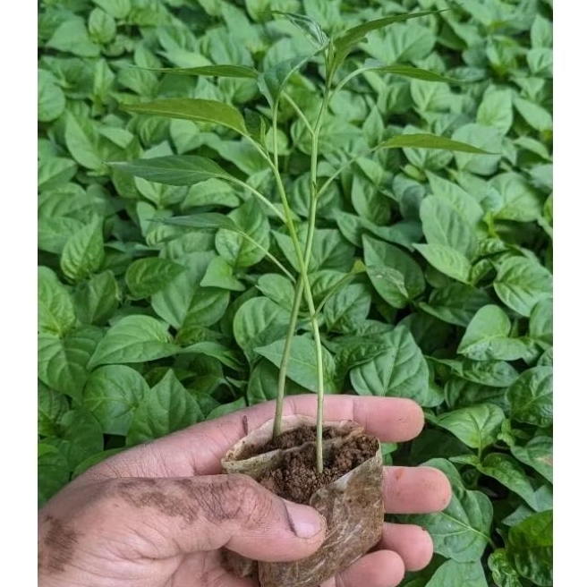 Paket 200 Pohon Cabe Merah Besar Siap tanam