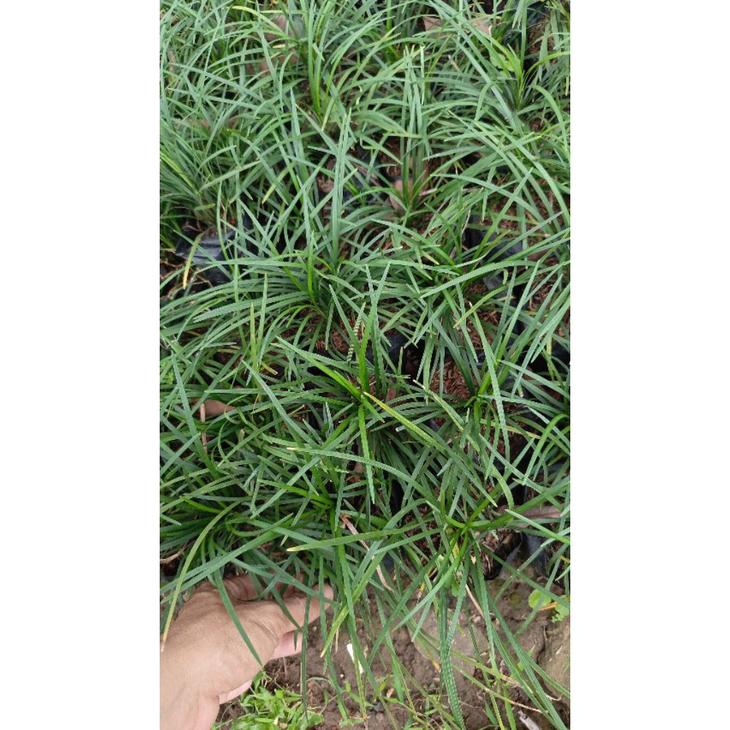 tanaman kucai gondrong