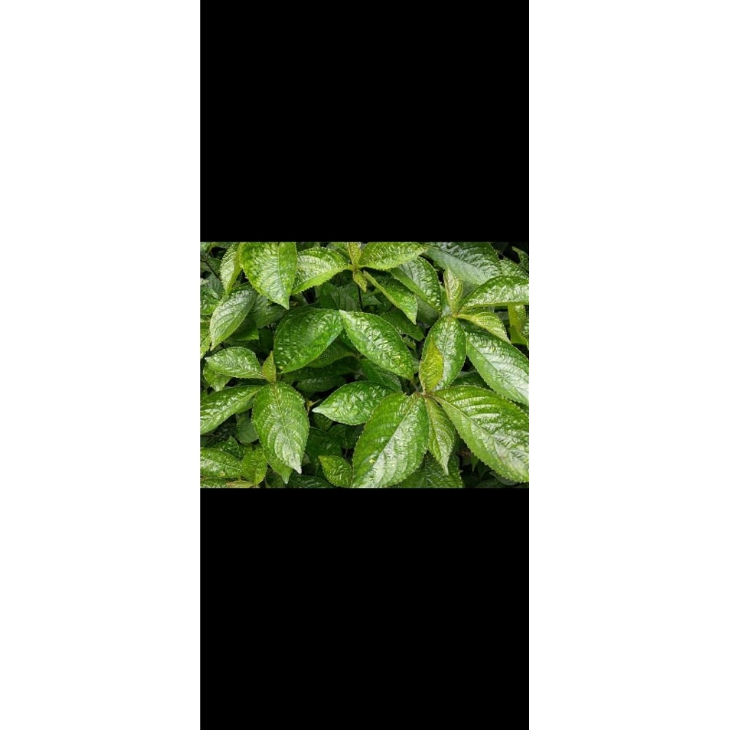 

daun keji beling 2000 (100 gram ) / mengatasi diare / mencegah batu ginjal / obat herbal / daun herbal / herbal