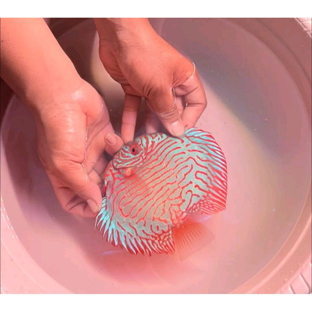 DISCUS SUPER TIGER HIASAN AQUARIUM DECORATION