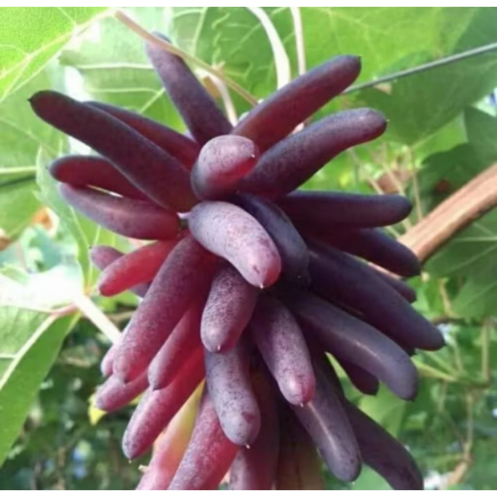 POHON BUAH ANGGUR IMPORT HALLOWEEN ASLI / TANAMAN BUAH ANGGUR IMPORT HALLOWEEN