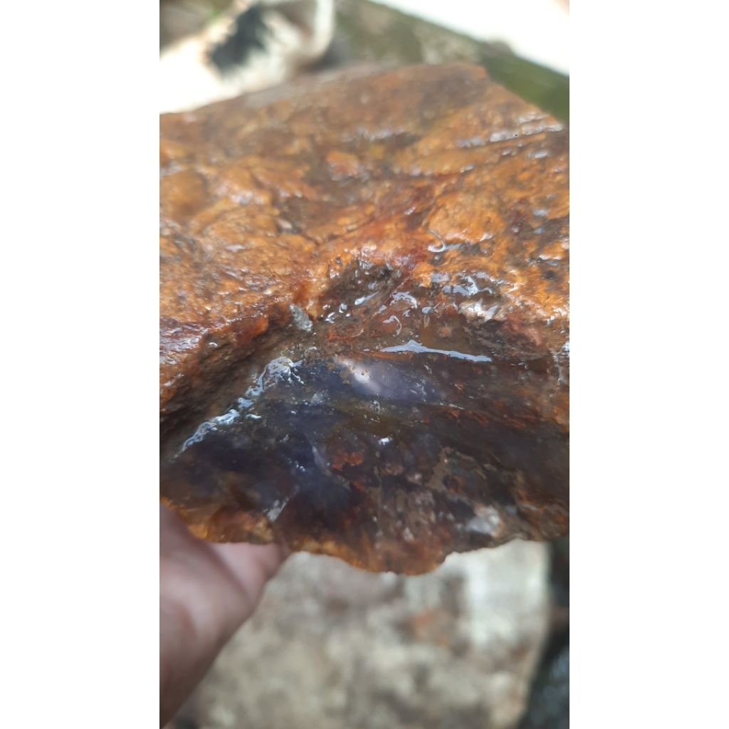 nota live streaming gasken wir kumis tipis70k