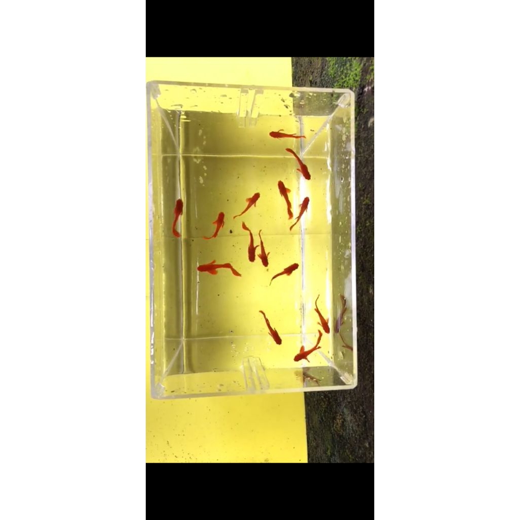 Guppy Albino koi gen red ear