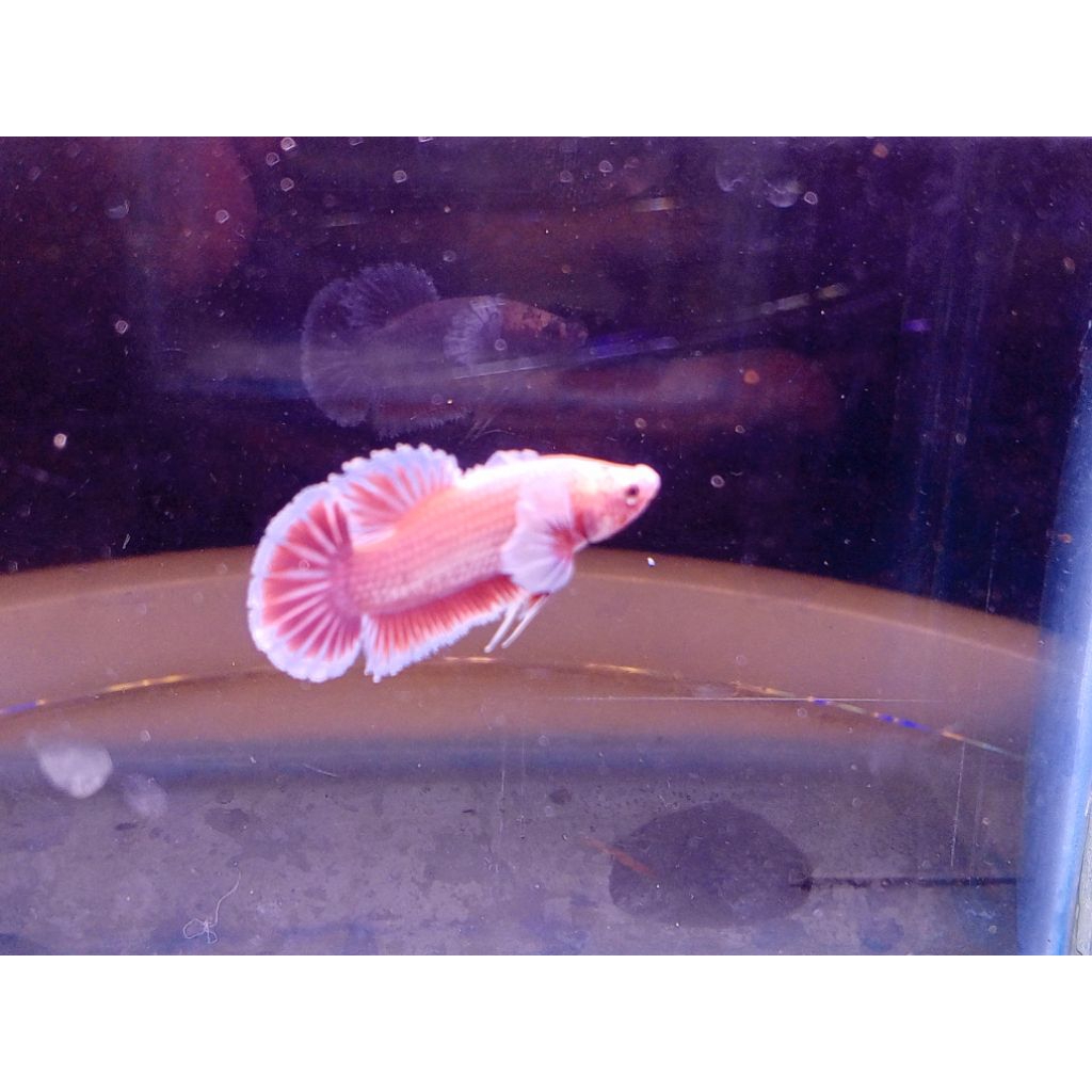 

dumbo ear