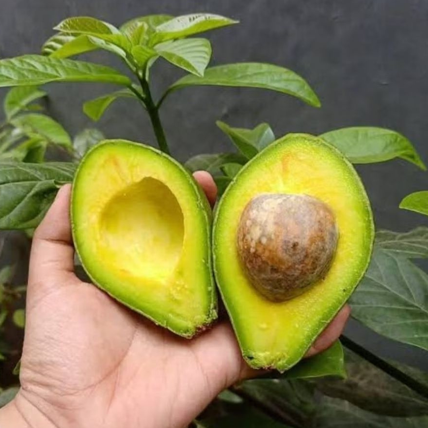 

avocado alpukat 1kg isi 6-9