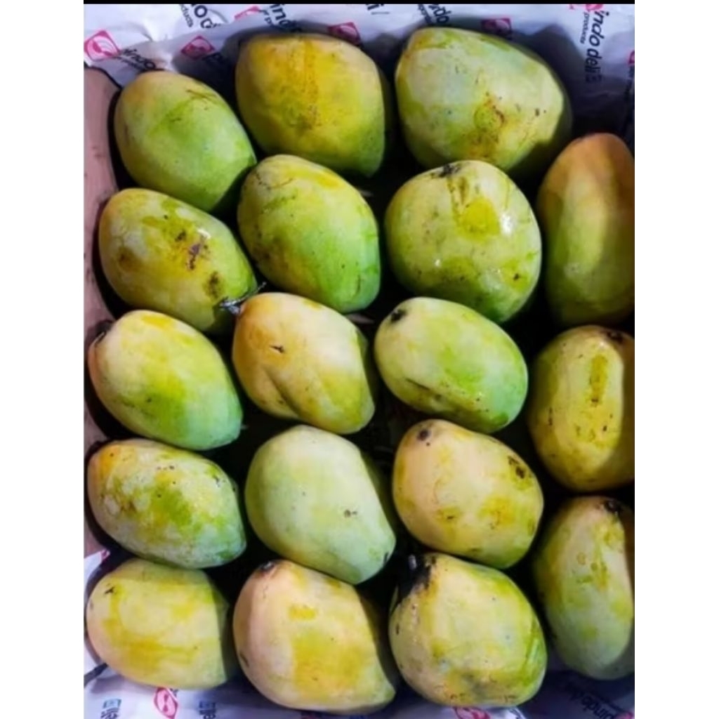 

mangga harum manis alpukat