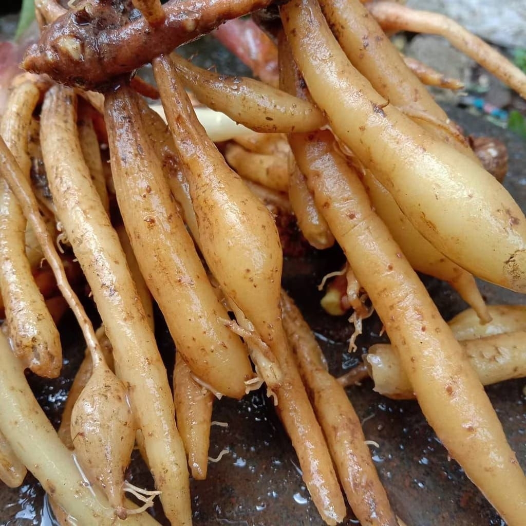 

TEMU KUNCI SEGAR 1 KG ORGANIC