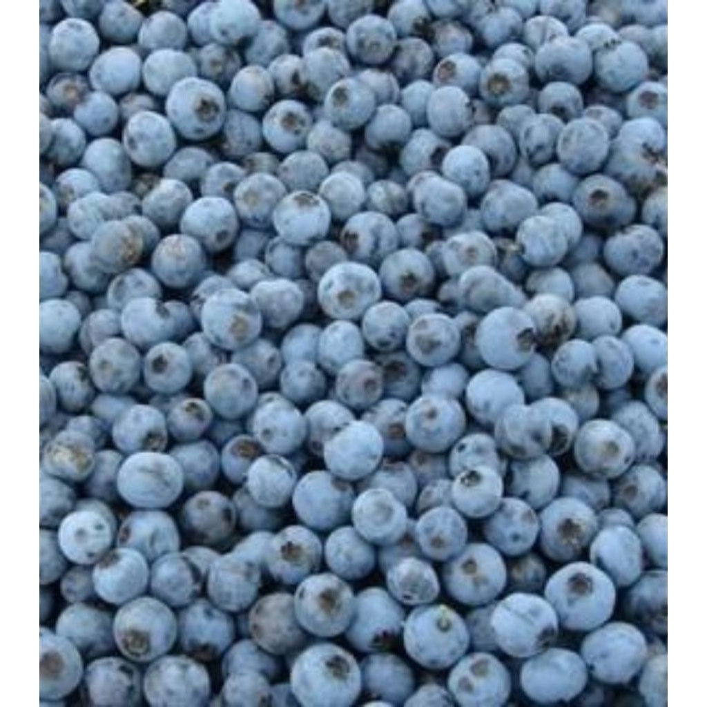 

Blueberry Frozen Kemasan Vacuum