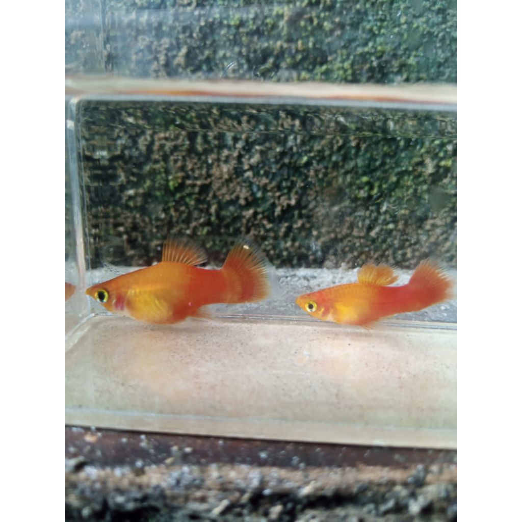Asesoris Aquarium Platy Sanset Murah...