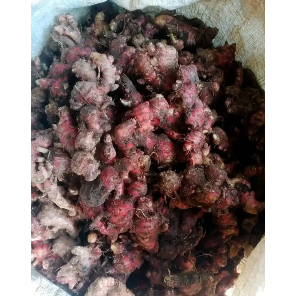 

JAHE MERAH LOKAL TEMANGGUNG 1 KG