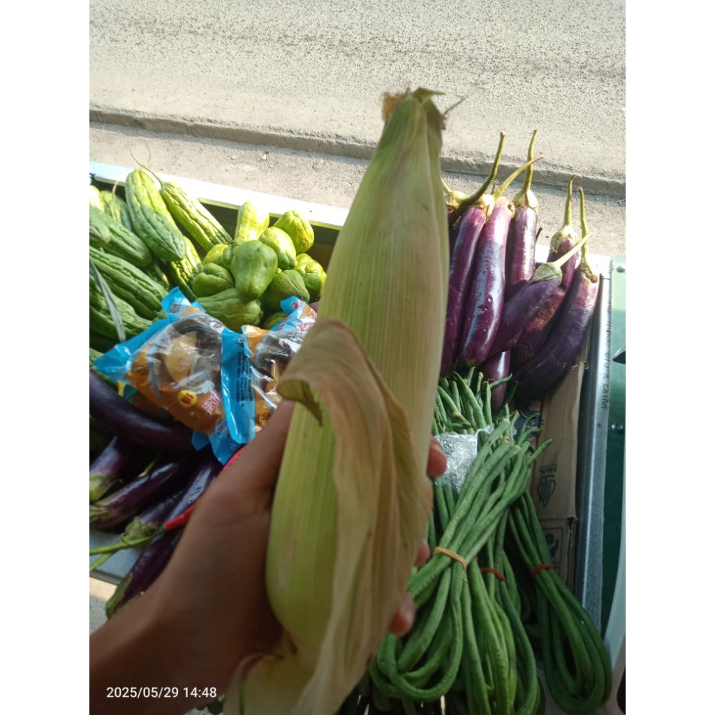 

JAGUNG KULIT 1 BUAH 250-350 GRAM/SMBB/Sayurmayurbpkbaum