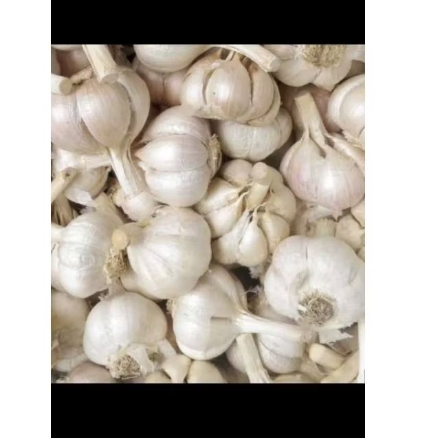 

bawang merah kondisi kering siap kirim, amanah berkah