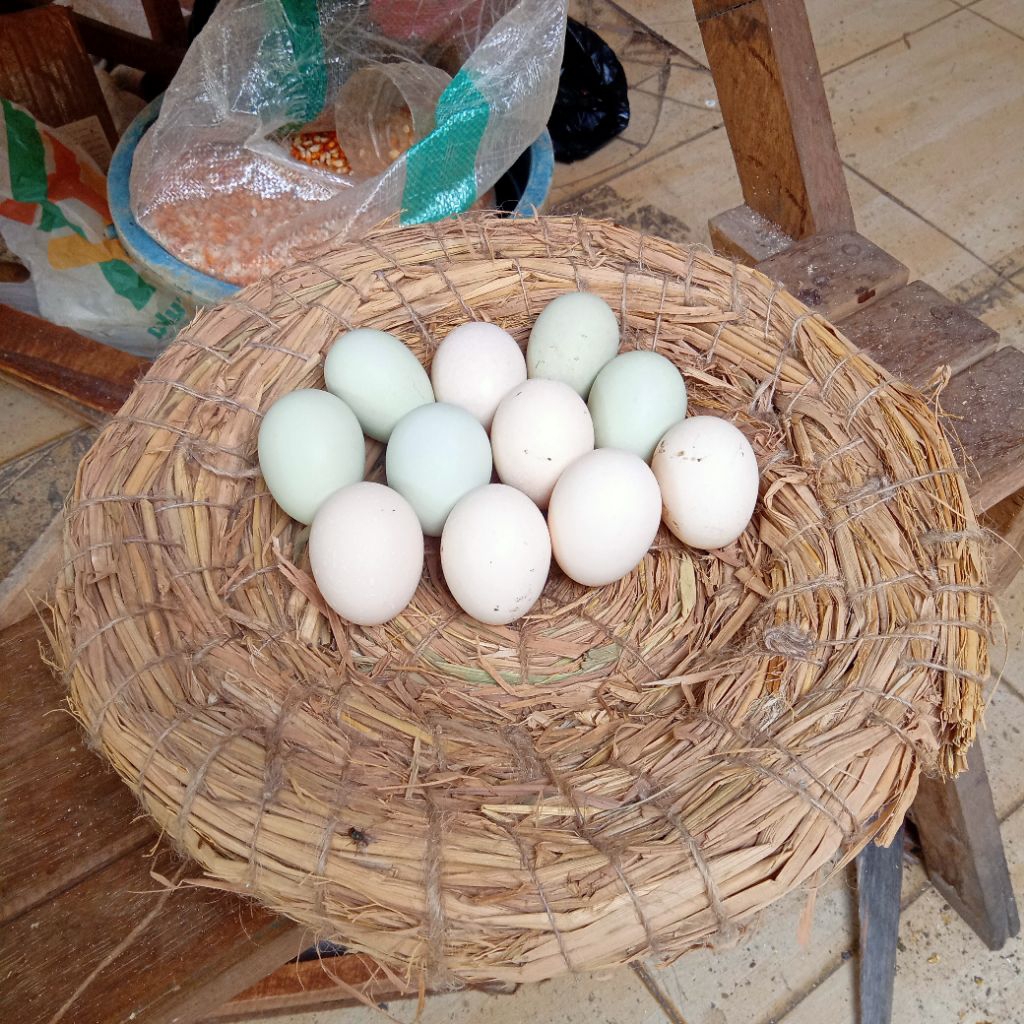 DOC AYAM KAMPUNG ASLI MARGAASIH