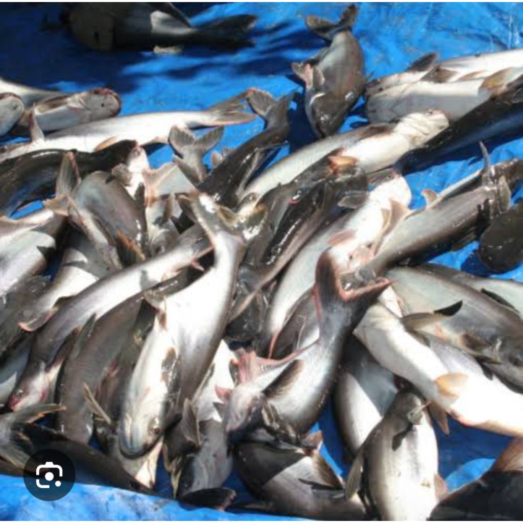 

IKAN PATIN FRESH (jam 1 kosong)