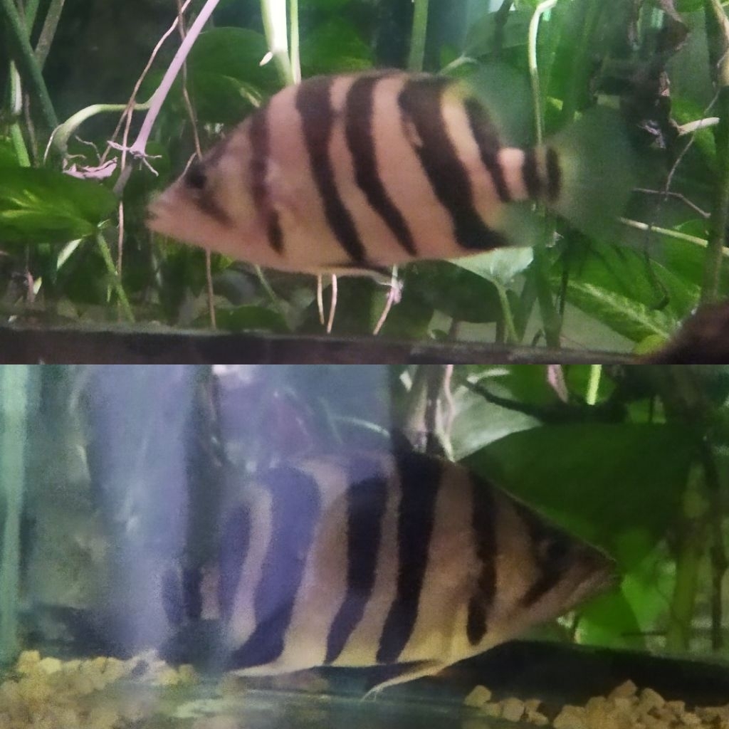 datz 4bar simet grade A makan pelet