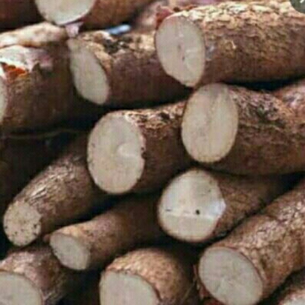 

singkong segar,singkong keju1kg