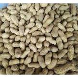 

Ygshop17 Kacang Tanah Sangrai Atau Panggang