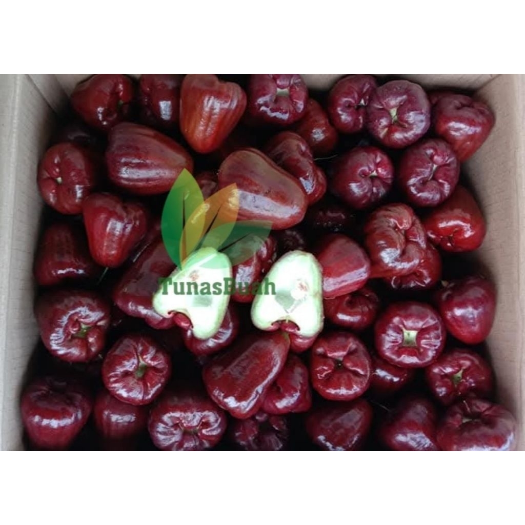 

Bibit Jambu Air Mutiara Hitam - Cangkok