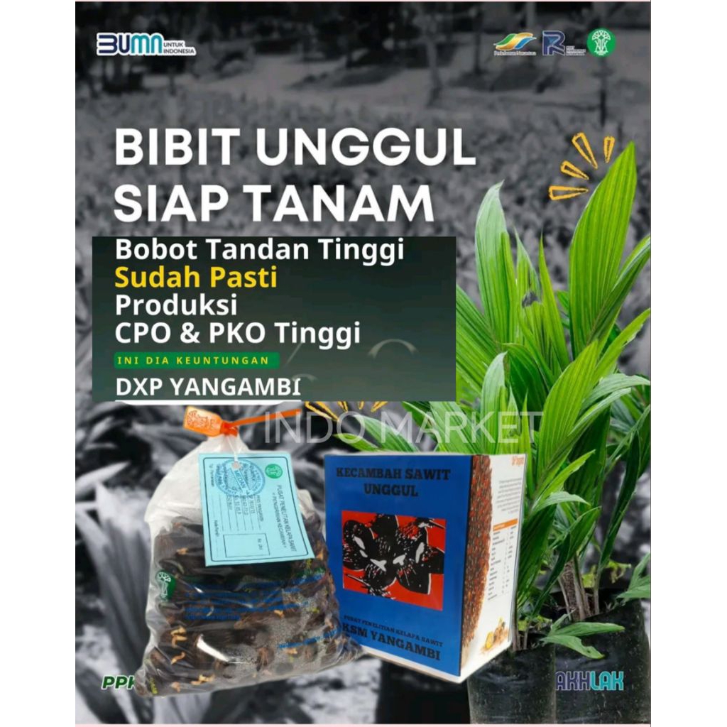 Benih sawit DXP PPKS Yangambi