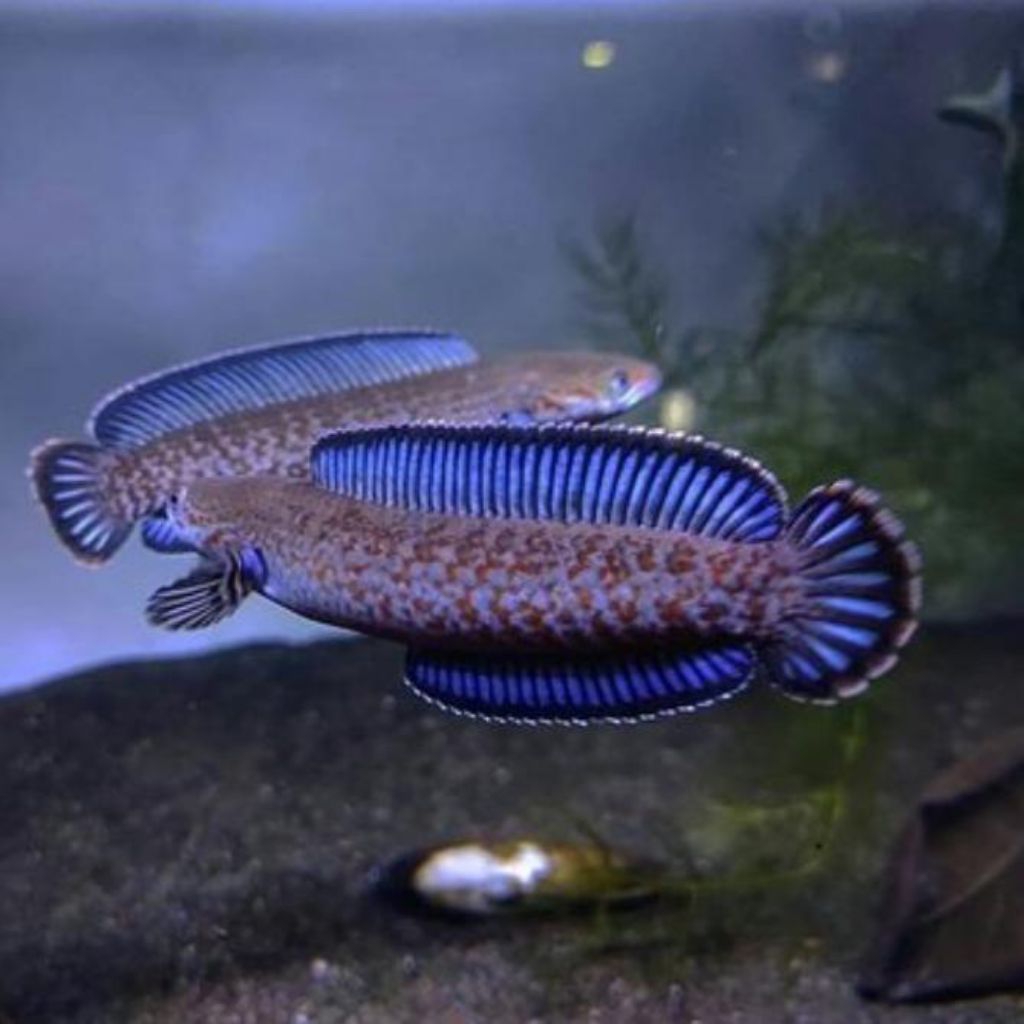 andrao pair/sepasang jantan betina