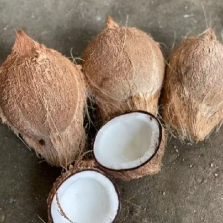 

Kelapa Tua Kupas 1 butir Berkualitas Buat olahan Santan/Galendo/Minyak dll *