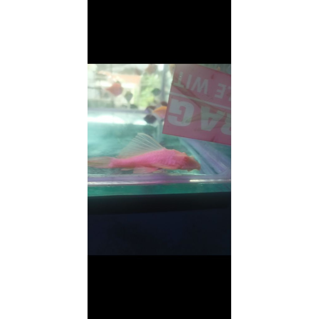 kebutuhan hiasan sapu sapu  pleco gibicep mentega