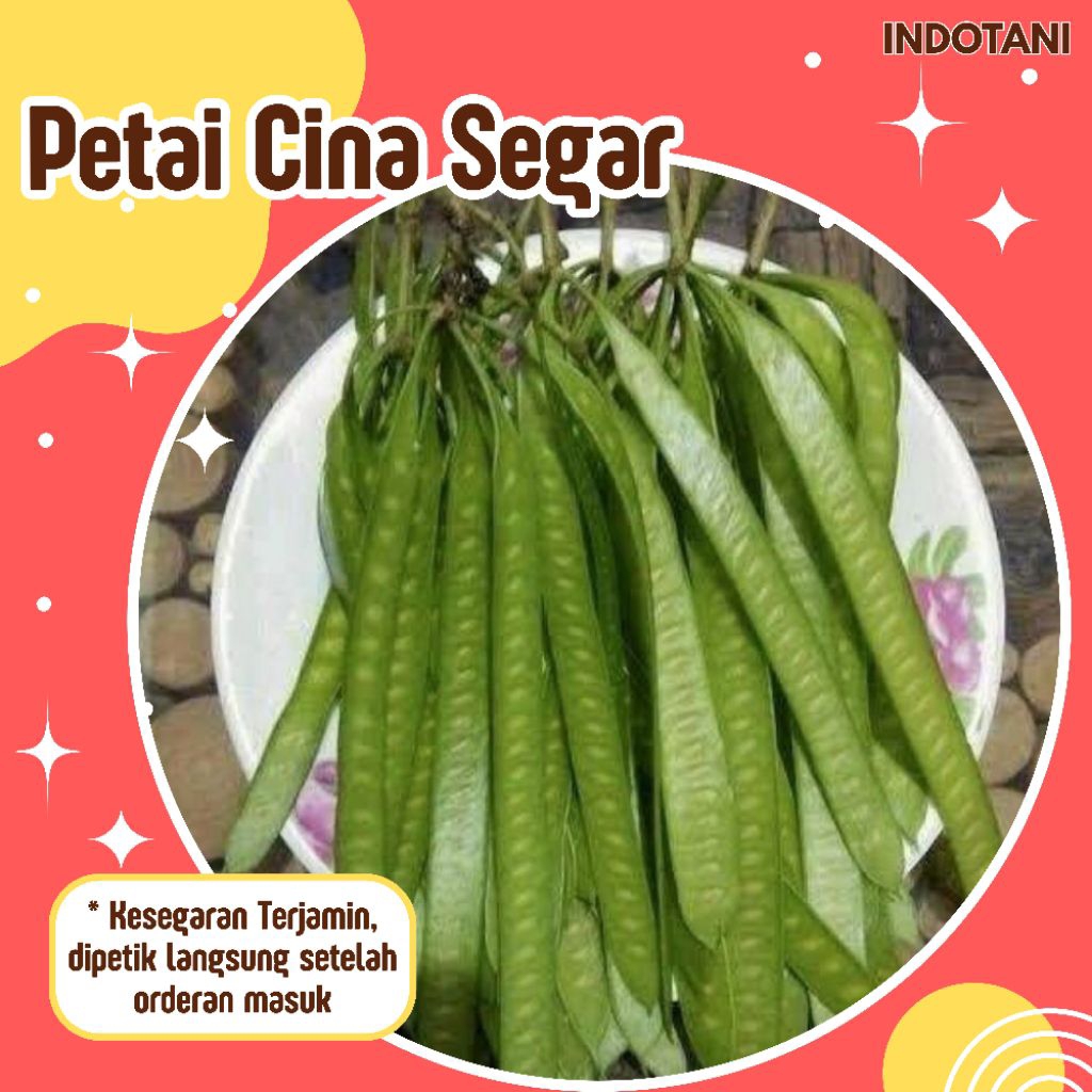 INDOTANI_ Petai Cina Segar / Lamtoro Sayur Segar