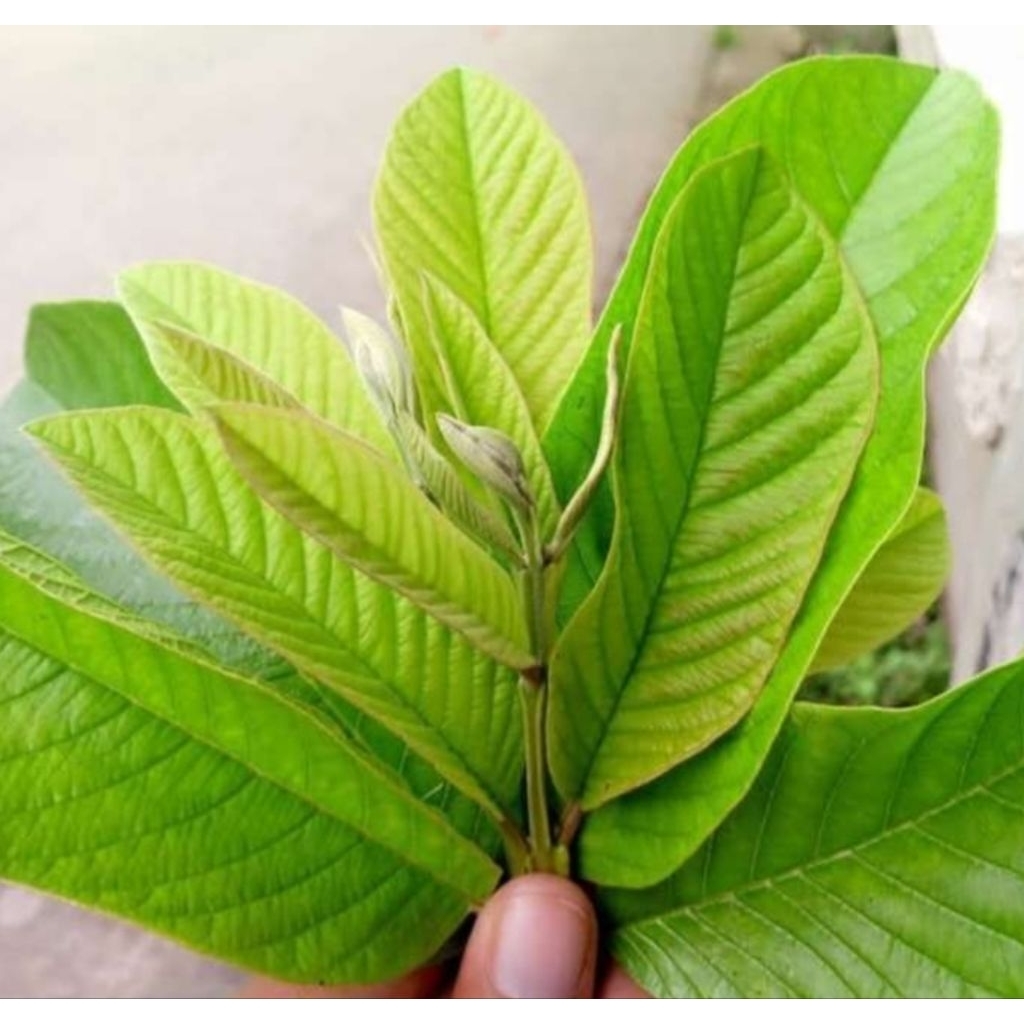 

DAUN JAMBU BIJI ,DIPETIK SETELAH DIPESAN