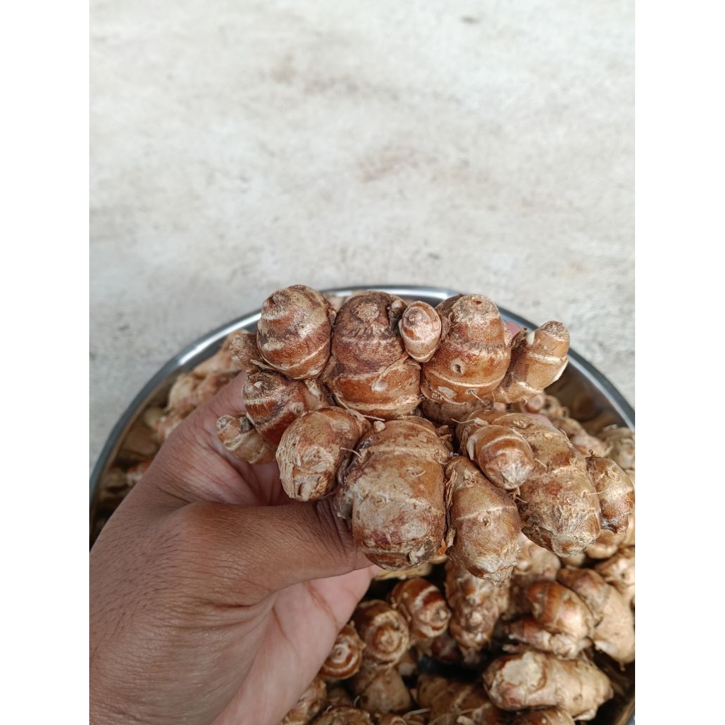 

Kencur Segar Berkualitas Kencur Fresh Lebih Berasa Kencur Fresh 500gr