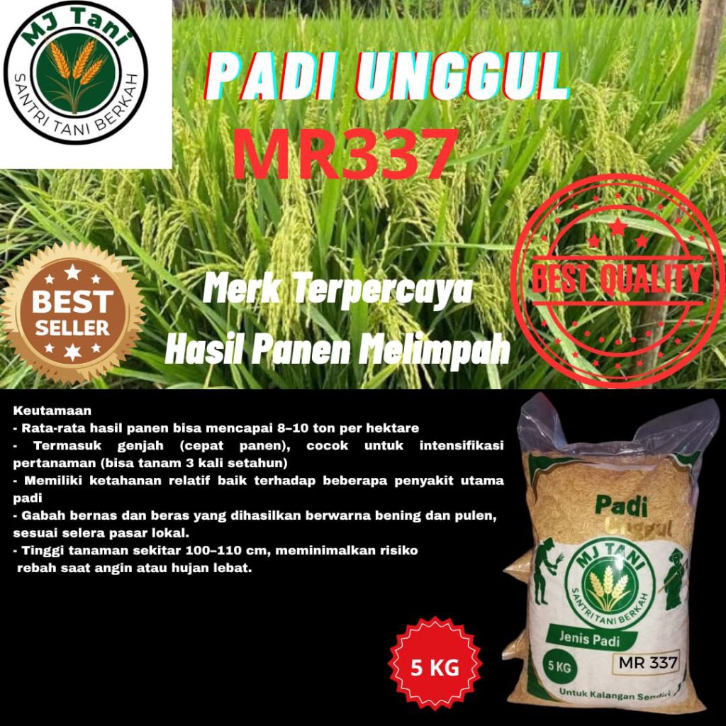 Bibit padi unggul padi kering berkualitas jenis MR 337