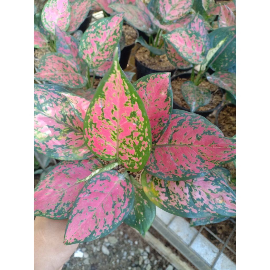 Tanaman Hias Aglonema Dud Anjamani - Aglonema Tanaman Hias- Pohon kembang