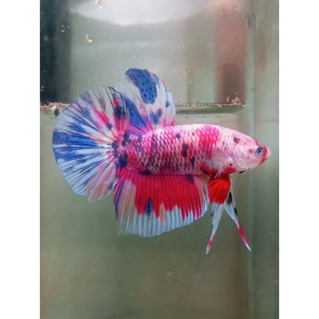 CUPANG HMPK GIANT PINK CANDY B.O 5+ SESUAI FOTO