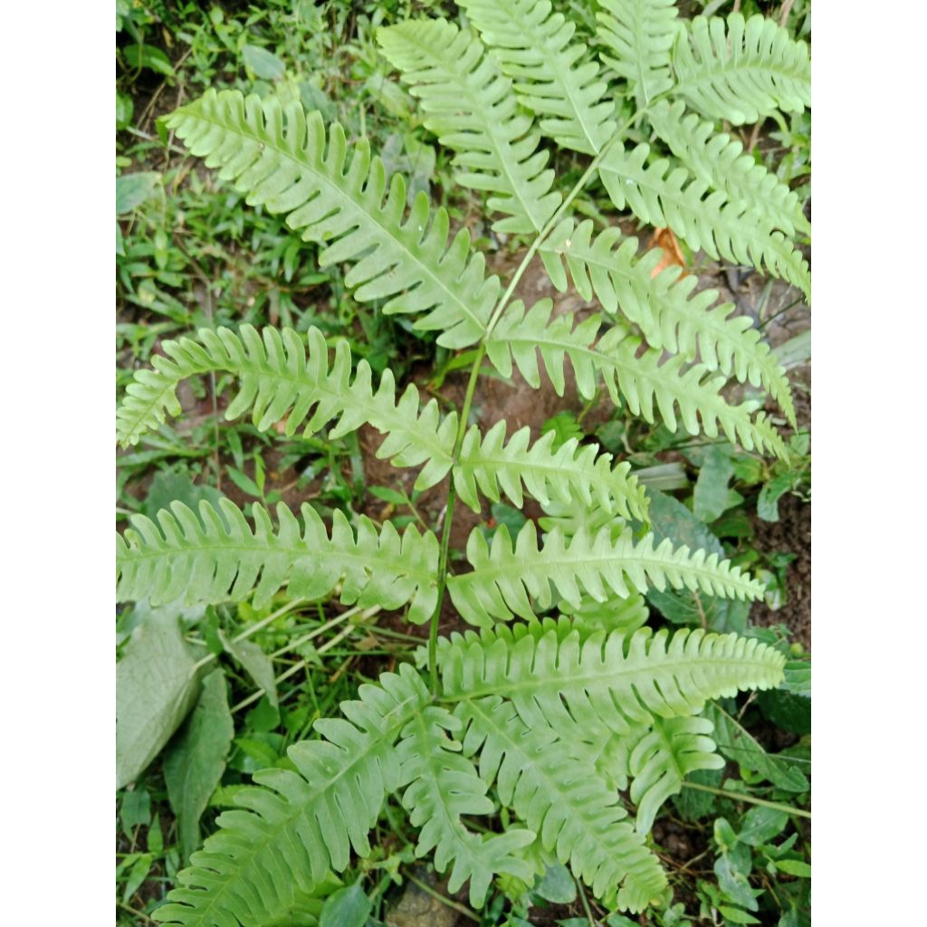 tanaman hias pakis hutan 1pohon ukuran jumbo/aneka tanaman hias pakis hutan