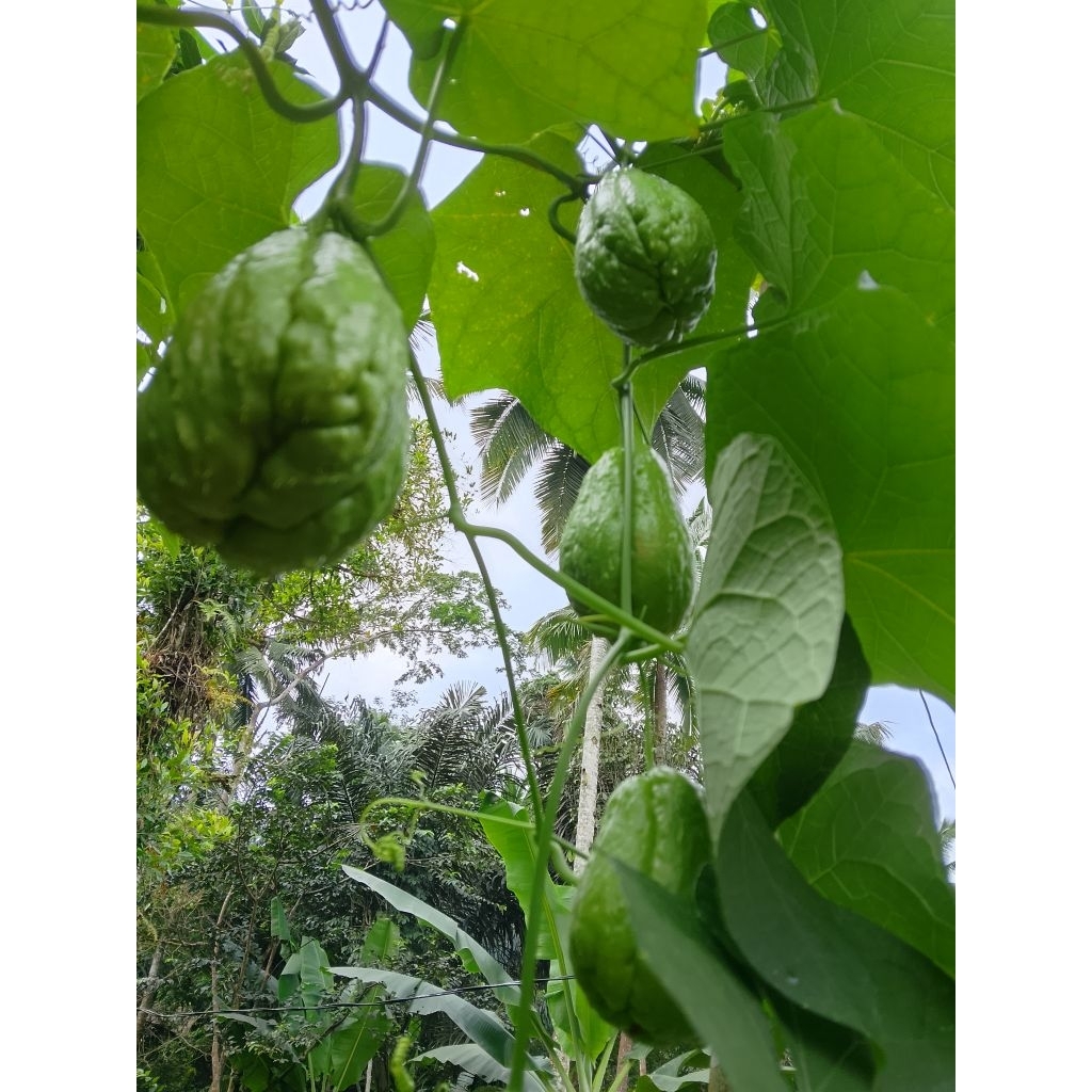 

Benih labu Siam jumbo