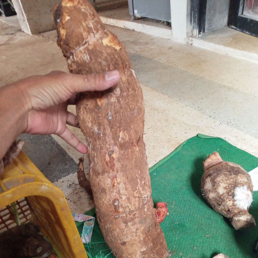 

singkong jumbo 4kg 1 biji ketela segar dadakan panen