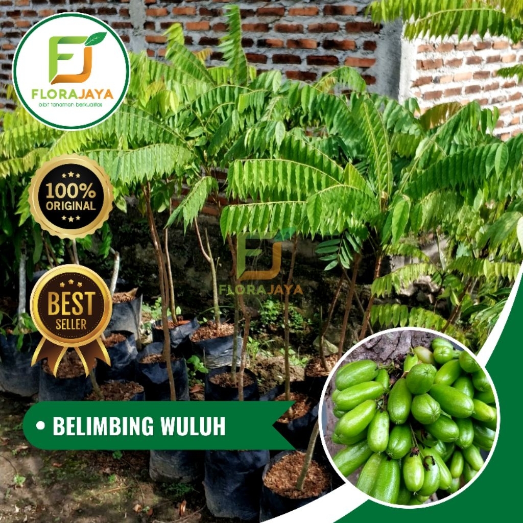 BIBIT BELIMBING WULUH HASIL CANGKOK