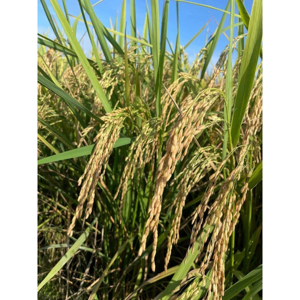 _Adudushop Benih Padi Cibatu Putih Jumbo