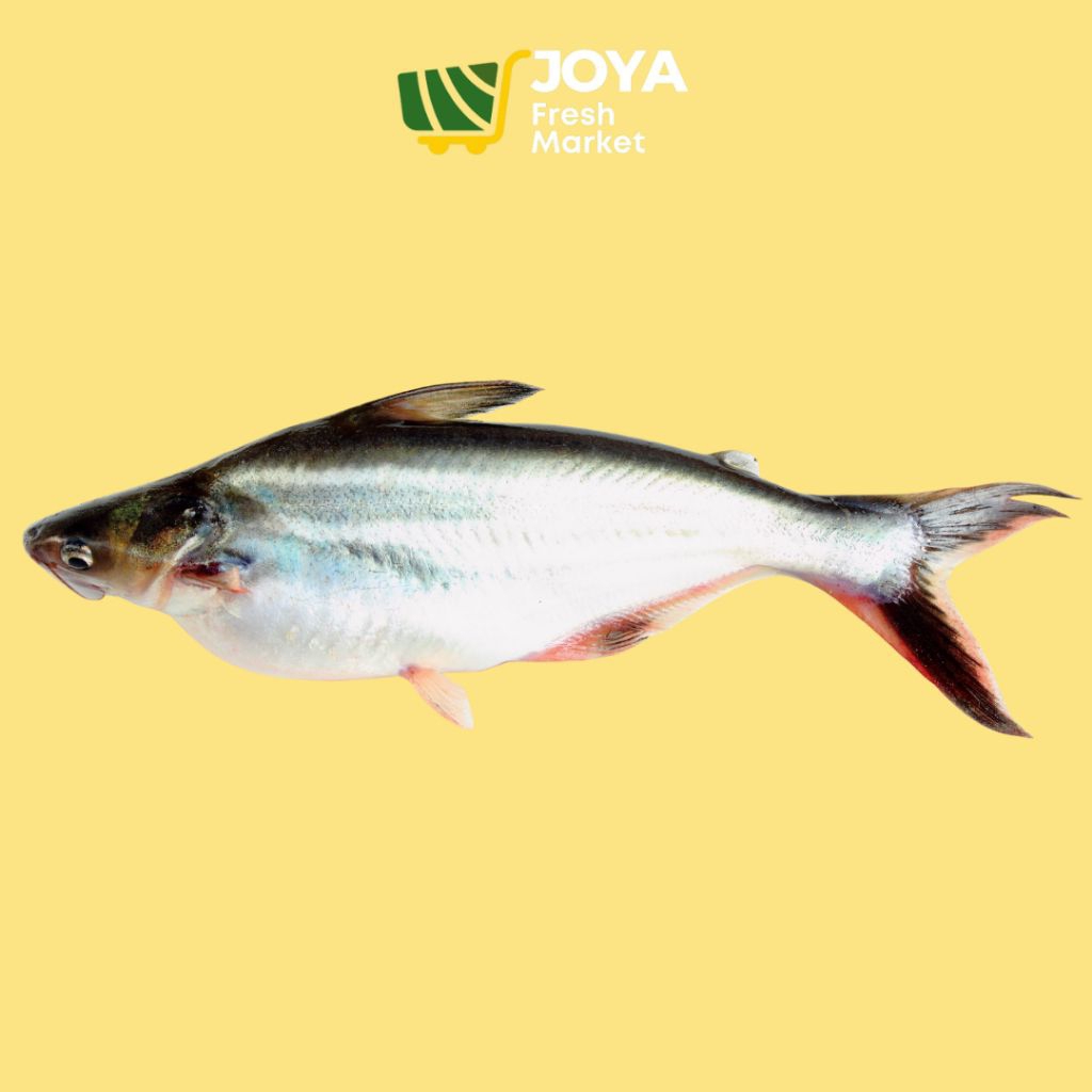 

Joya Fresh - Ikan Patin Segar/Seafood Segar/Ikan Air Tawar Segar