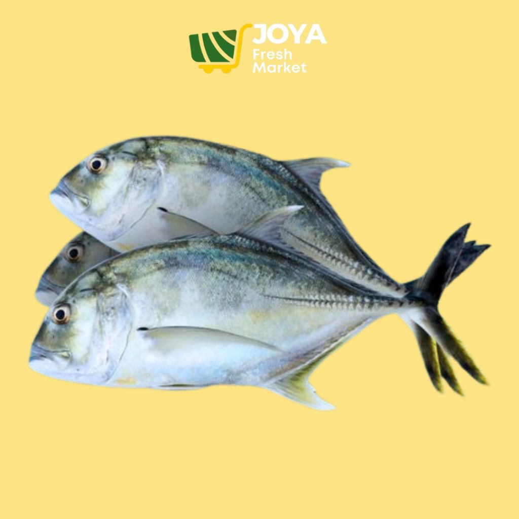 

Joya Fresh - Ikan Kuwe Segar/Seafood Segar/Ikan Kuwe Fresh