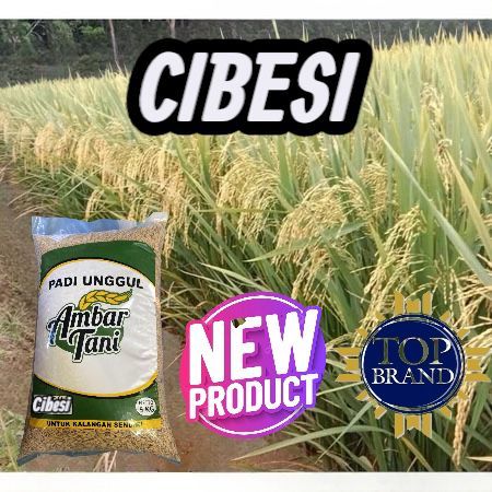 BENIH PADI BIBIT PADI UNGGUL CIBESI