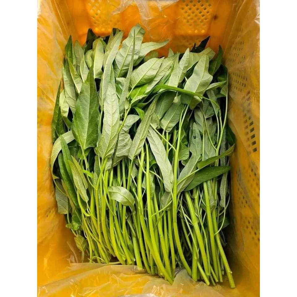 

Kangkung Organik Cuci Bersih Ciwidey 1 ikat 500Grm Fresh