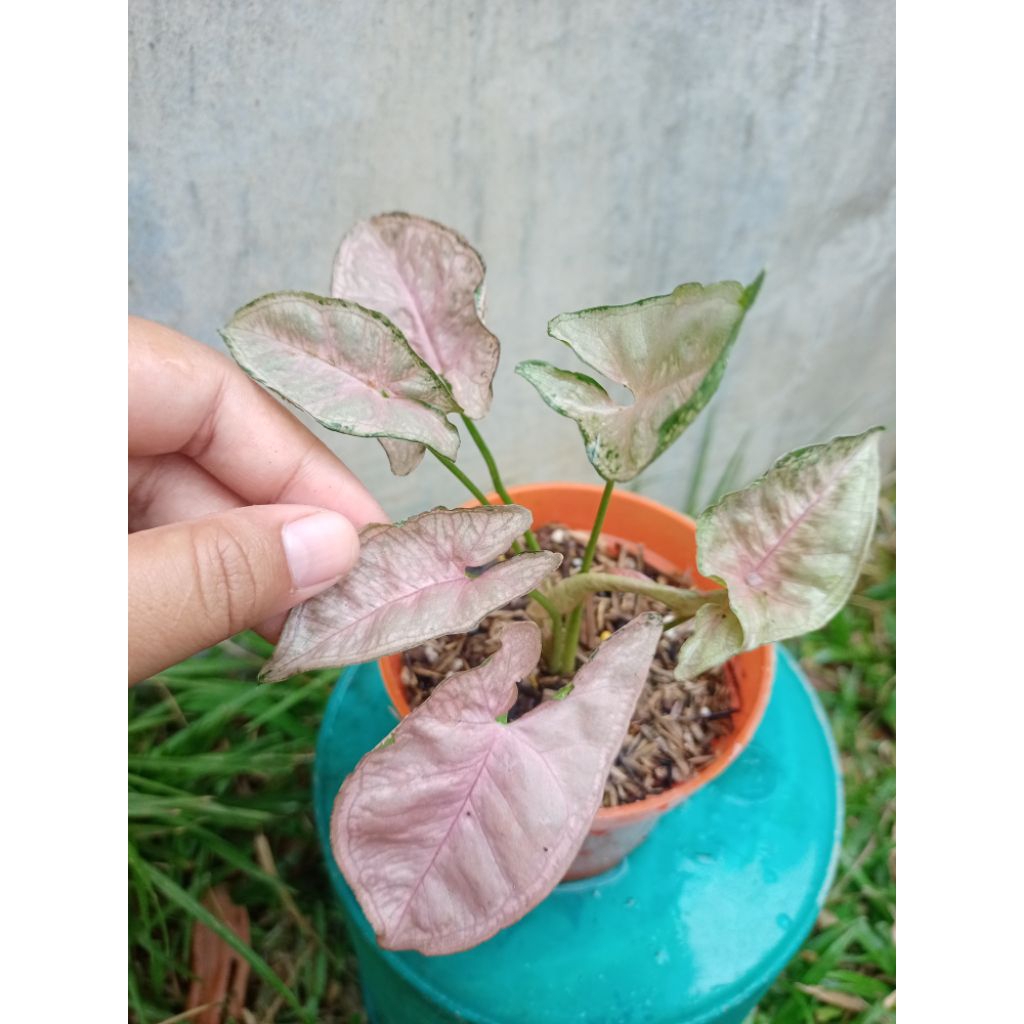 syngonium pink mozaik / syngonium mosaic /syngonium pink mosaik
