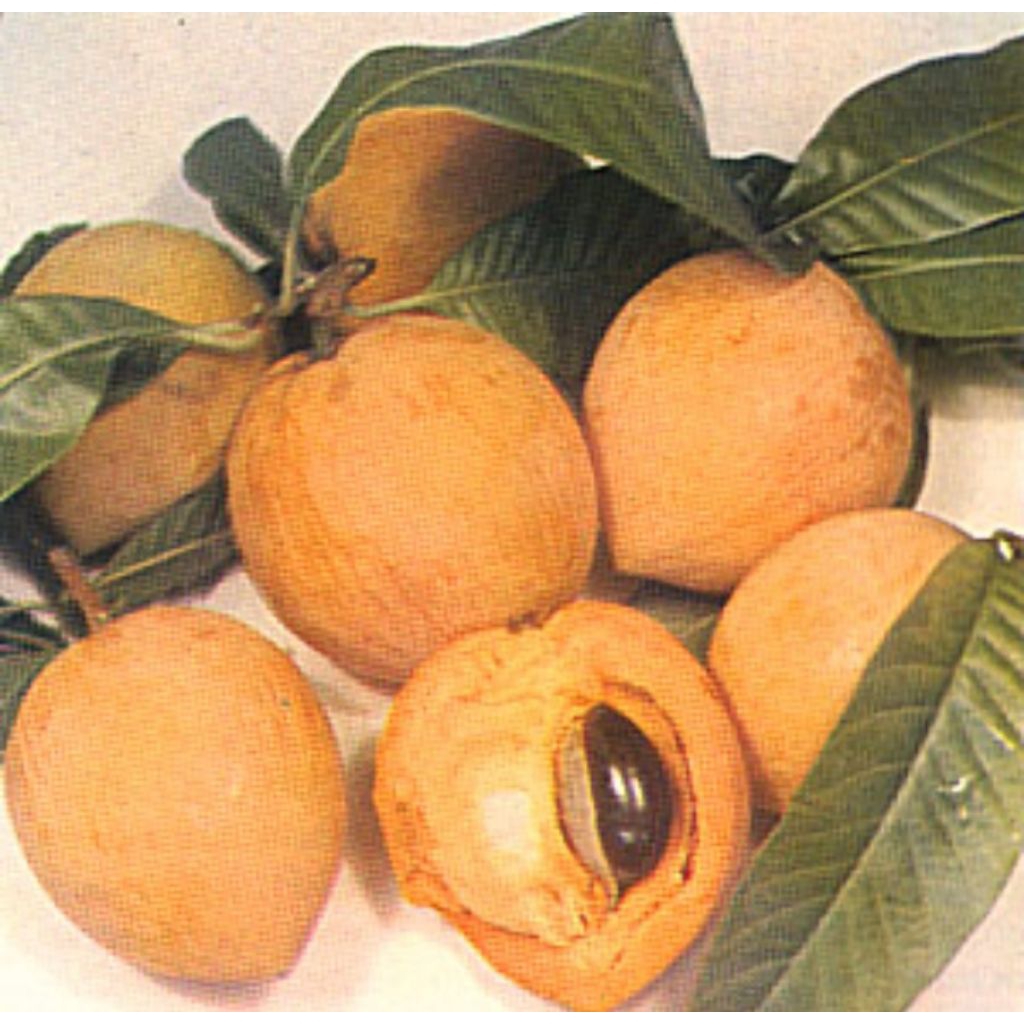 

sawo mentega / alkesah 500 gr