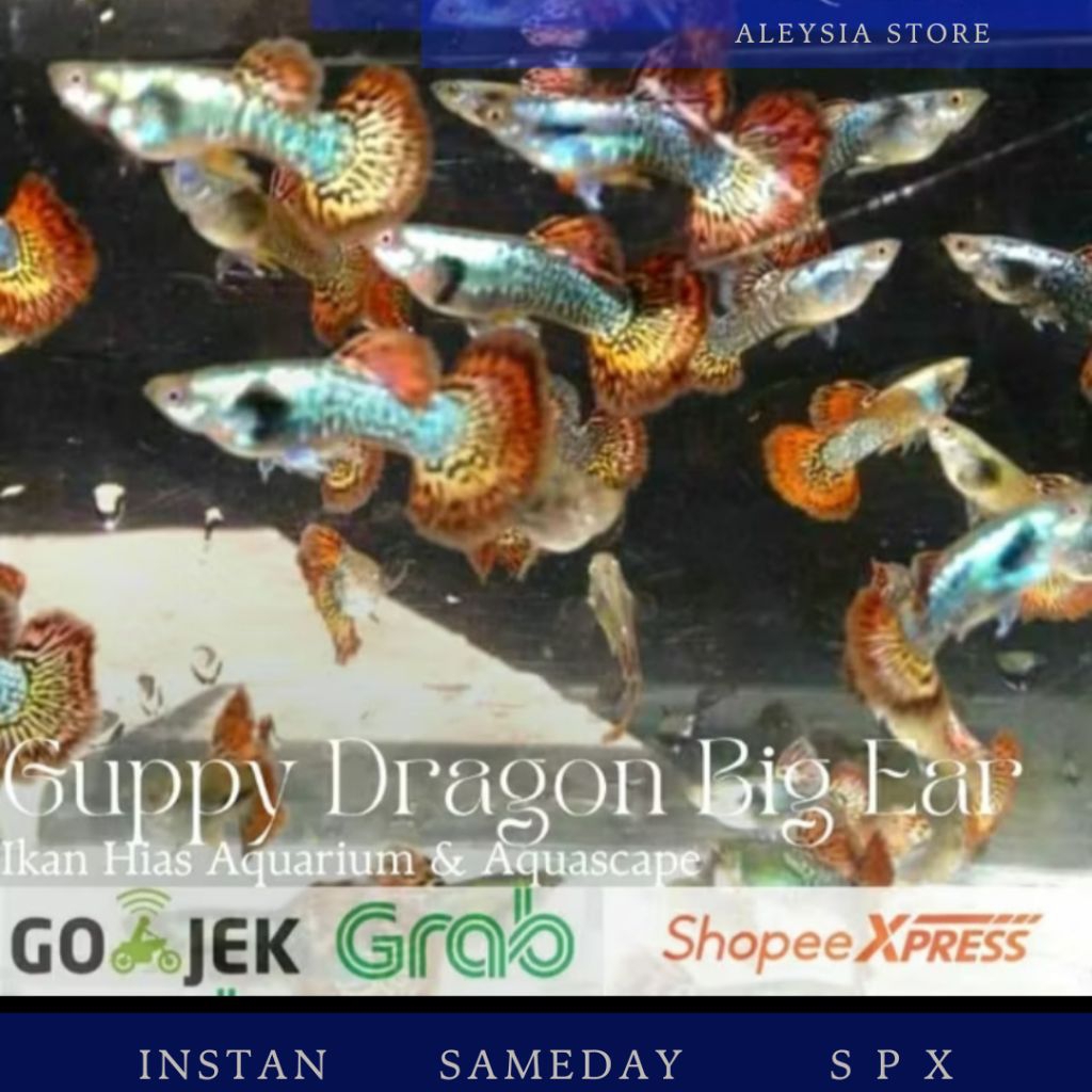 Guppy Dragon Big Ear Sepasang Hiasan Aquarium Aquascape Dan Kolam