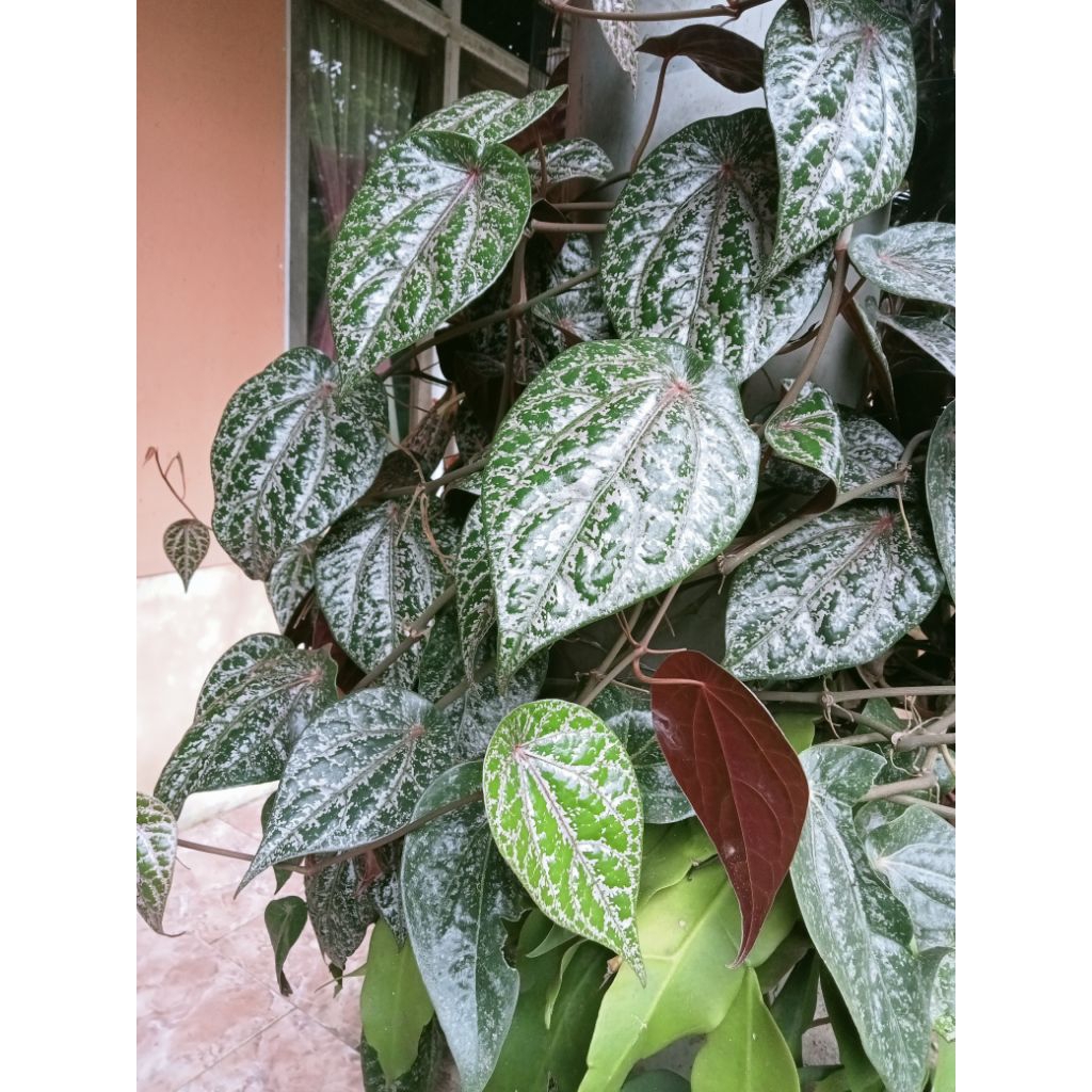 

Daun sirih merah perlembar