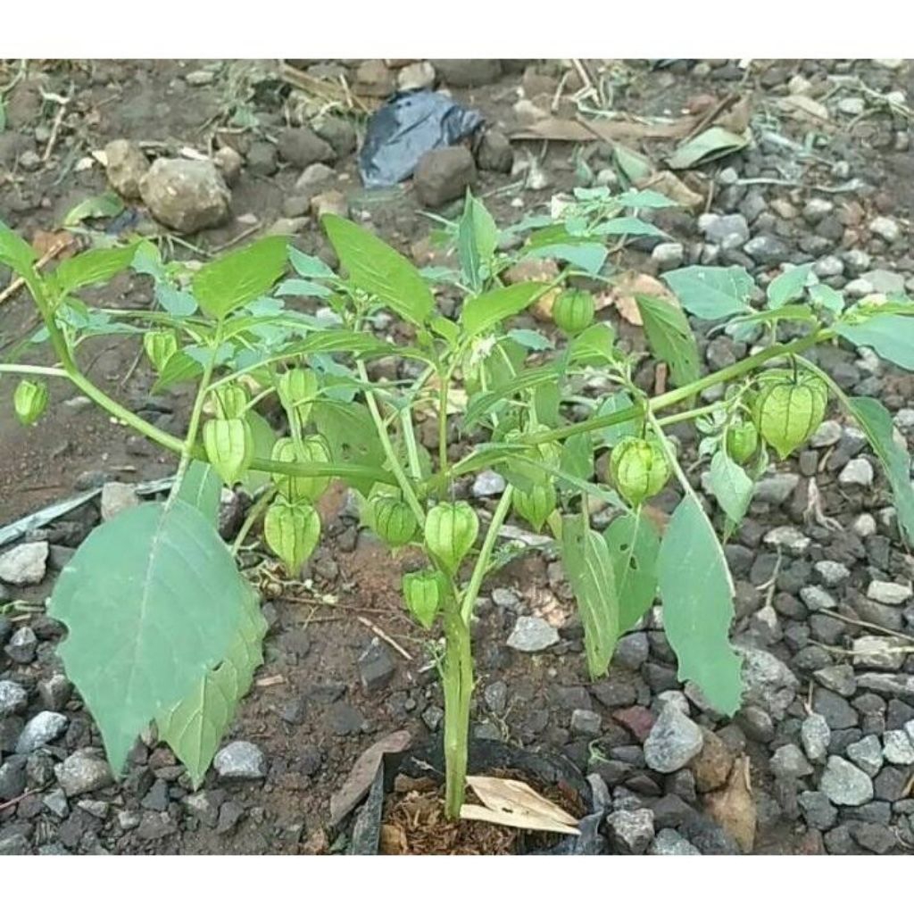 bibit pohon ciplukan/tanaman ciplukan.. 5 pohon