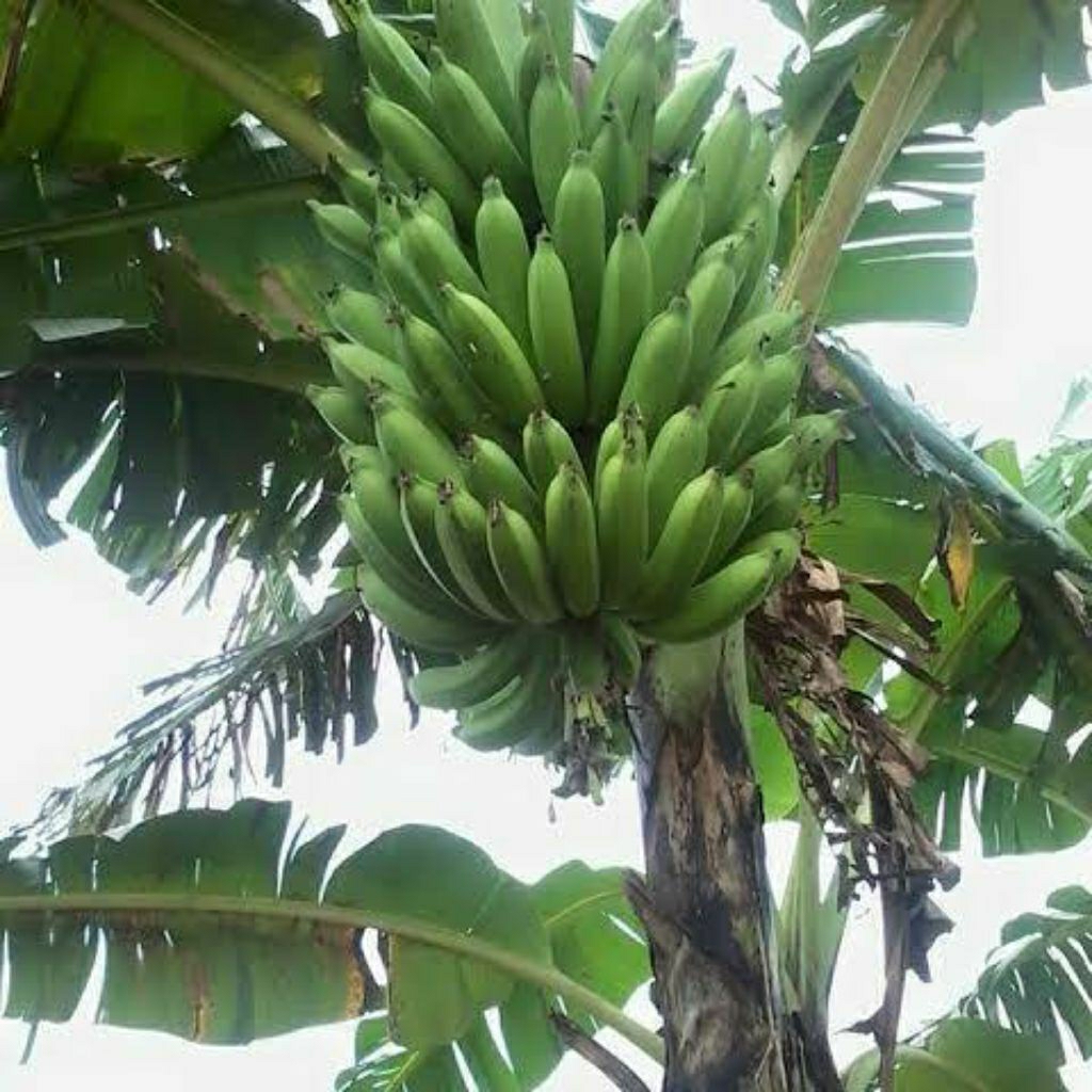 

pisang Raja Nangka Super Flora 1 tandan