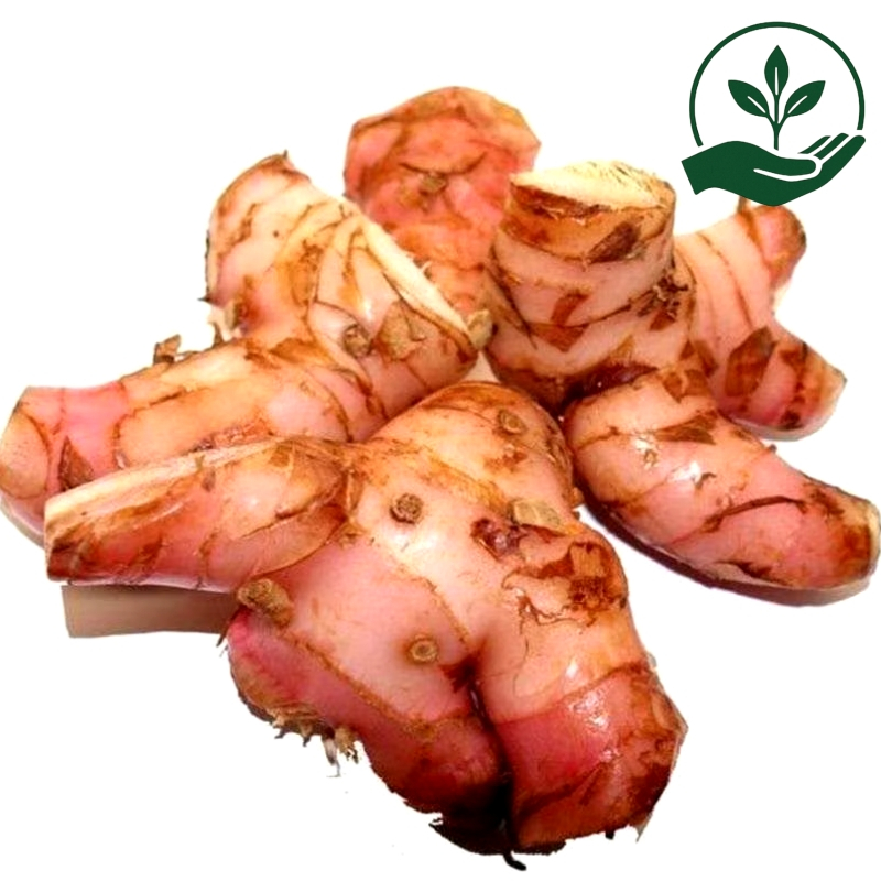 

Lengkuas Atau Laos Atau Laja Fresh