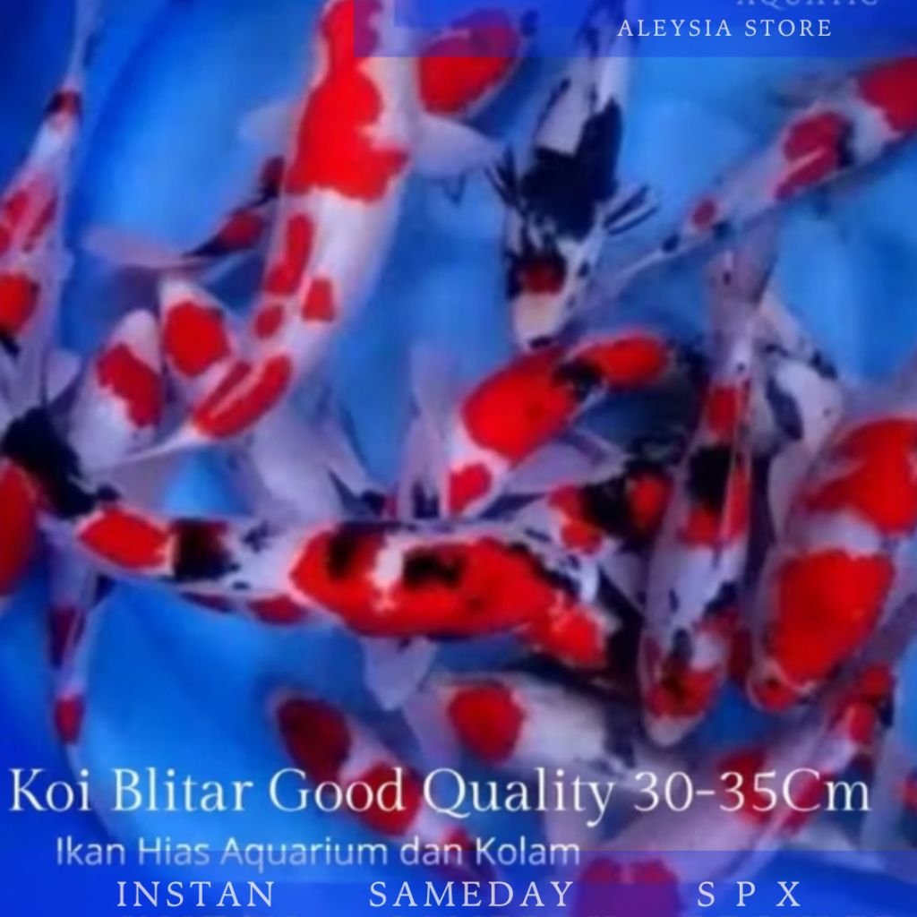 Koi Blitar Size 30-35Cm Kualitas Pilihan Terbaik Hiasan Aquarium Dan Kolam
