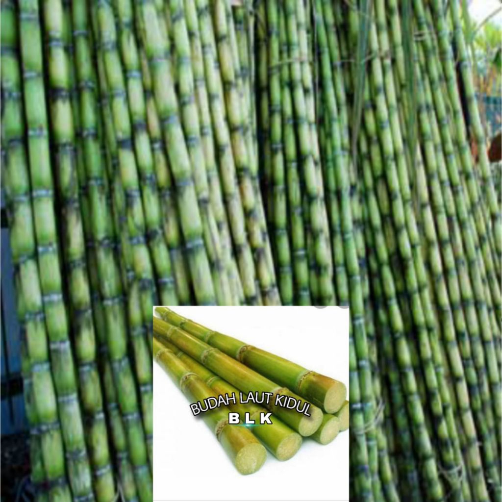 Bibit  tebu Hijau | tebu hijau | perbatang ukuran 30 cm